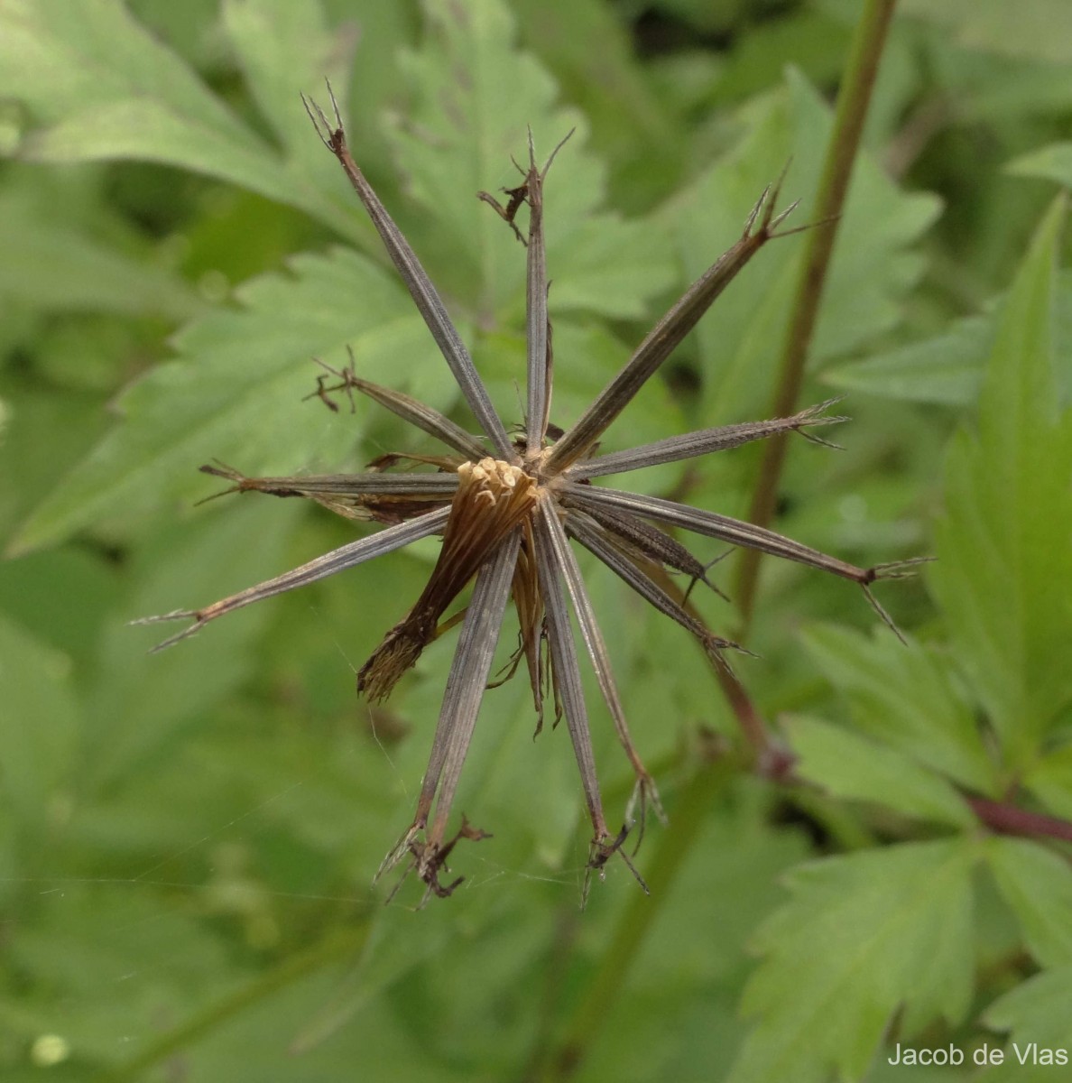 Bidens biternata (Lour.) Merr. & Sherff